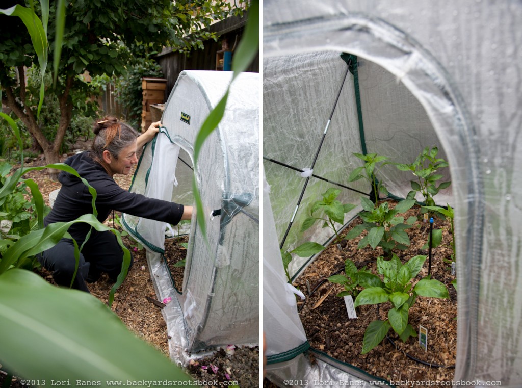 Ruby does not generally baby her vegetables, but she loves peppers so she got this tiny greenhouse that keeps them hot and humid. It collapses when its not in use. 
