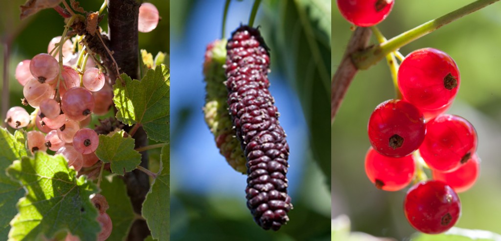 berries