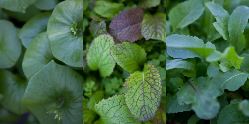 some of my favorite greens: Miner's lettuce is a native that comes back every winter and it's tasty(left). Mustard greens are really good (center) and so is arugula (right)